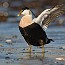 thumbs/IMG_4593.jpg